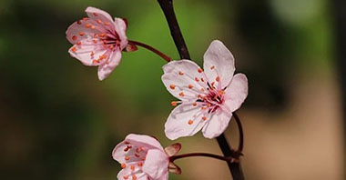 白洋淀進入治污與生態(tài)修復(fù)并重新階段