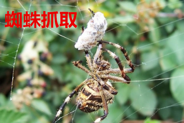 生態(tài)環(huán)境損害賠償金誰(shuí)來(lái)管合適？