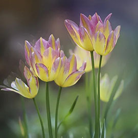 污水處理廠污泥處置項目